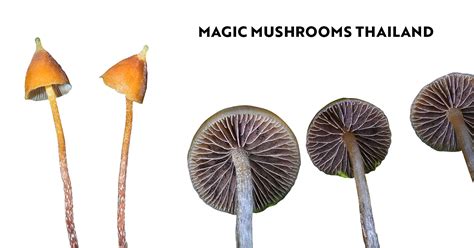 Thailand Magic Mushrooms