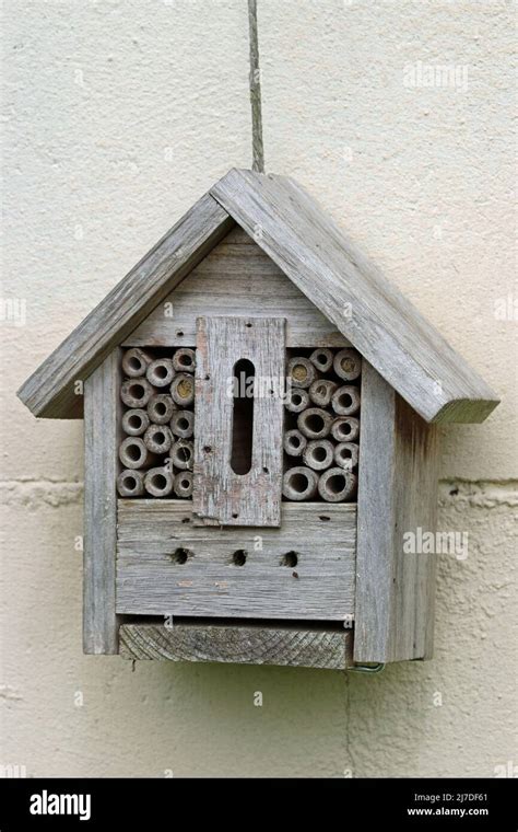 Bug hotel in the shape of a bird nest box with bamboo canes and holes