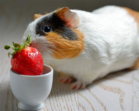 Porquinho Da India Comidas - Porquinho-da-índia pode comer fruta? Como deve ser a dieta do pet ...