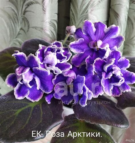 Фиалка Шаманская роза - фото и картинки: 66 штук