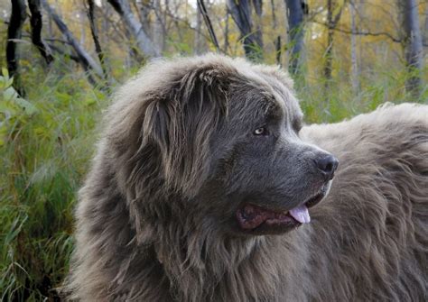 Amazing Biggest Dog Breed In The World You Need To See With Pictures