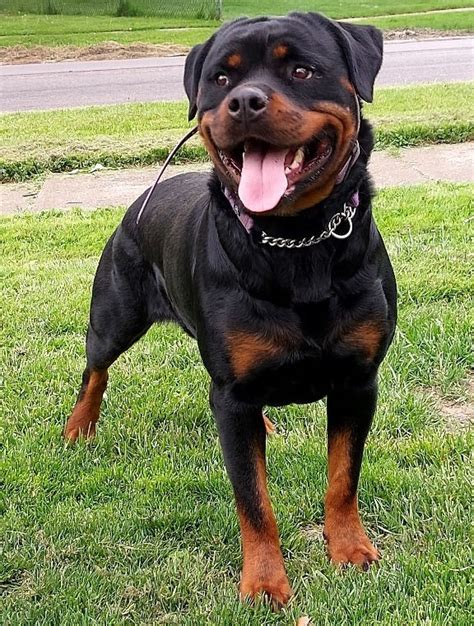 Upcoming Litters and Available puppies | ROSE RED ROTTWEILERS