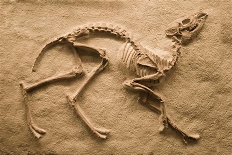 100 Fossil Pictures