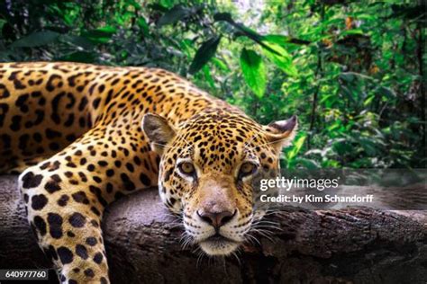 7,210 Jaguar Cat Stock Photos, High-Res Pictures, and Images - Getty Images