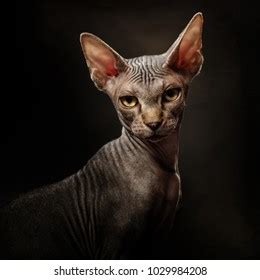 Naked Cat Images Stock Photos And Vectors Shutterstock