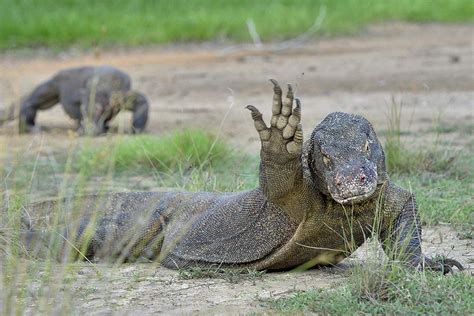 Komodo dragon (Varanus komodoensis) Pictorial | The World of Animals