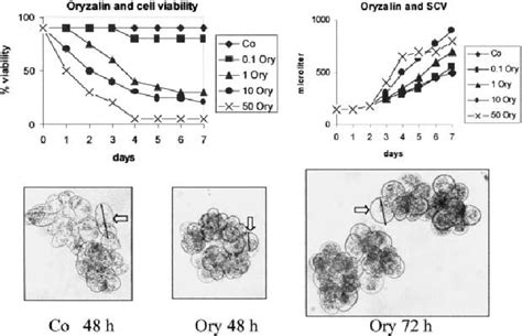 Effect Of Different Oryzalin Ory Concentrations On Morphology