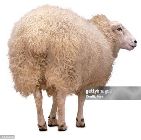 617 Back Sheep Stock Photos High Res Pictures And Images Getty Images