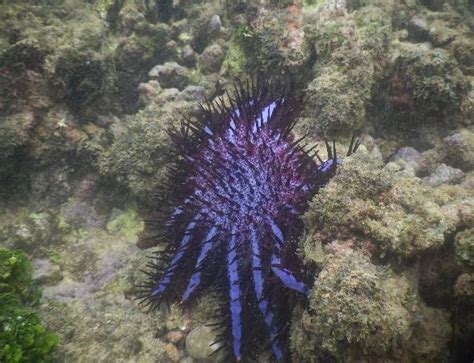 Karakteristik Filum Echinodermata Di Pulau Dua Kabupaten Aceh Selatan