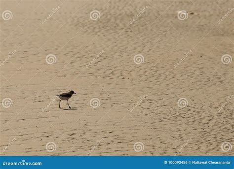 Small Sea Bird On Sandy Beach Looking For Crab Food Stock Photo Image