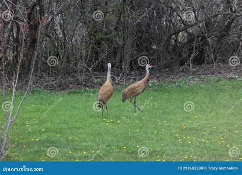 Two Sandhill Cranes In Front Of A Thicket Of Trees Walking Through