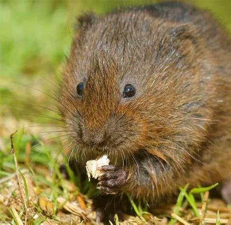 What Do Voles Eat? 20+ Foods These Rodents Consume - A-Z Animals