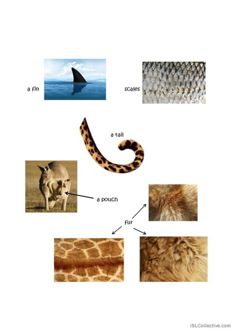Animal Body Parts Vocabulary Vocabul English Esl Worksheets Pdf And Doc
