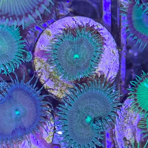 2 Polyp Zoa Frag Thecoralcentre