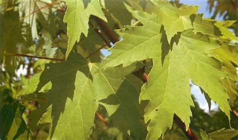 Канадски клен: описание на видове, отглеждане и грижи, методи за ...