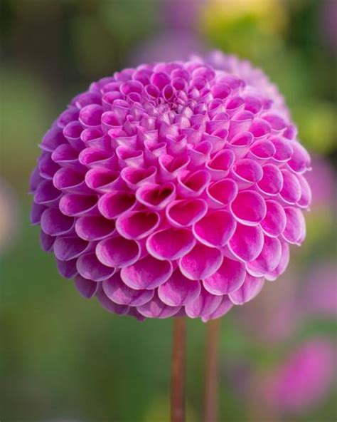 Pompon Dahlia Tubers — Buy Ball Dahlias online at Farmer Gracy UK