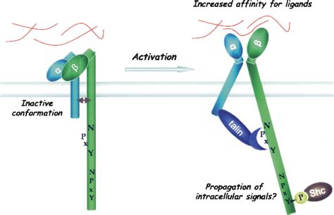 development requires activation   phosphorylation   integrins