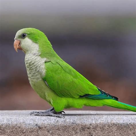 Quaker Parrot Habitat Food Behavior Breeding And Mutations