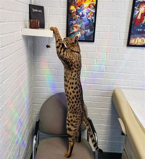biggest cats list 8