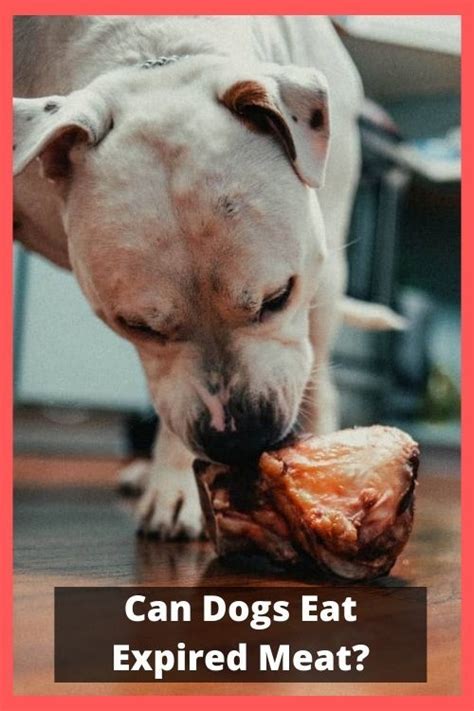 Can Dogs Eat Expired Food