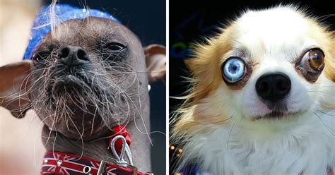 15 Ugly Dogs That Are Actually Cuter Than We Expected Bright Side