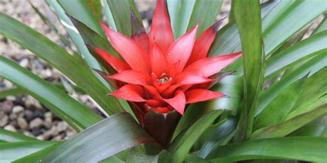 bromelia guzmania guzmania ligulata cultivando