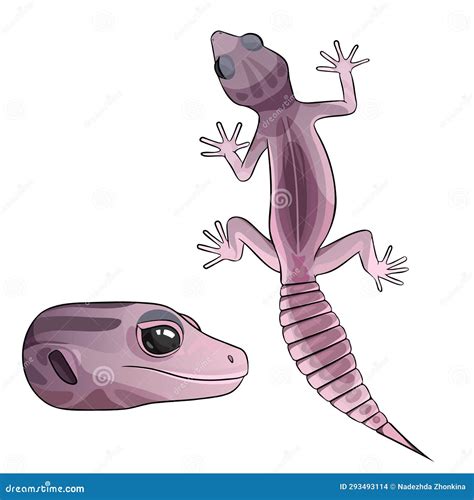 Leopard Gecko Eublepharis Macularius Isolated On White Background