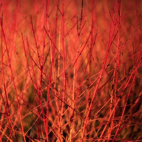 Cornus Sanguinea Anny S Winter Orange Erable Du Val De Jargeau