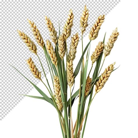 Wheat Isolated On Transparent Background Premium Ai Generated Psd