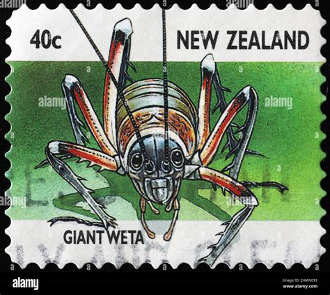 Giant weta, endemic insect of New Zealand on stamp Stock Photo - Alamy