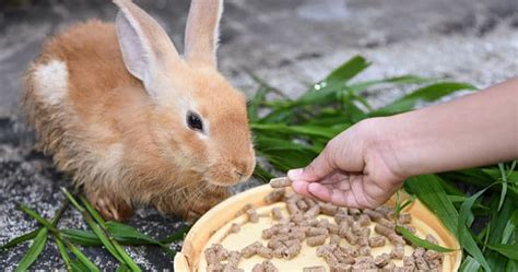 Alimentaci N De Los Conejos Qu Puede O No Comer Un Conejo Mascota