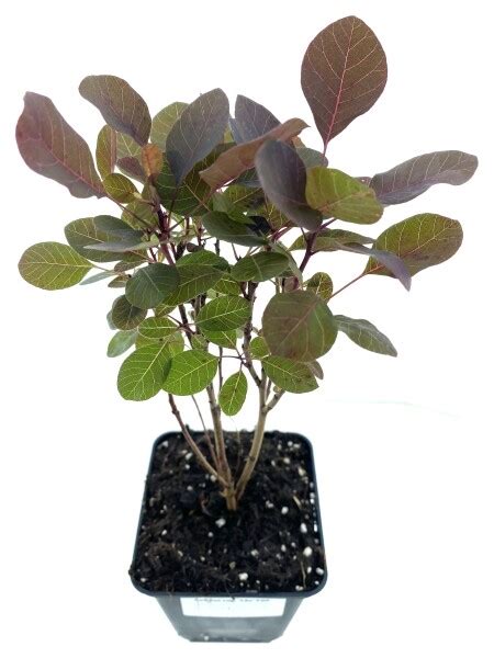 Leenders Plants BV Cotinus Cog Lila PBR