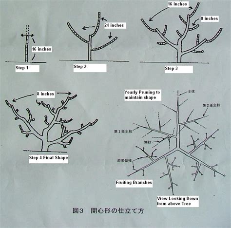 fig tree pruning method family food  wine