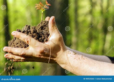 Manos Femeninas Que Sostienen El Suelo Y La Planta Primer A Foto De