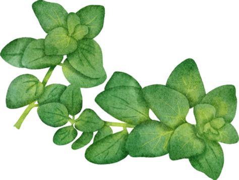 Oregano Png Para Descargar Gratis