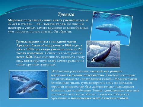 Киты. Что мы знаем о китах - online presentation