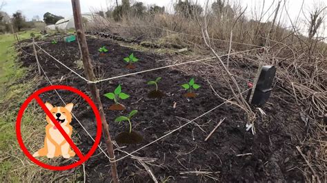 Effective Strategies to Protect Your Garden Beds from Curious Canines - Hunter Games Magazine