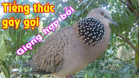 chim cu moi thuc gay goi boi mơi cu gáy kích bổi nhanh nổi tiếng chim cu gáy tập bổi và mồi