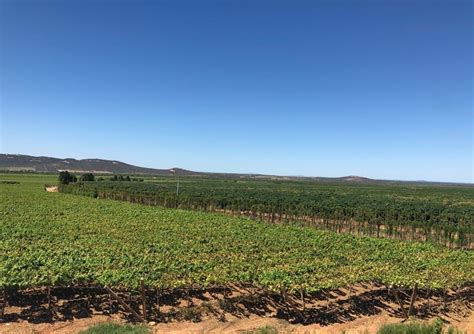 Fazendeiros do Vale do São Francisco investem em frutas para exportação