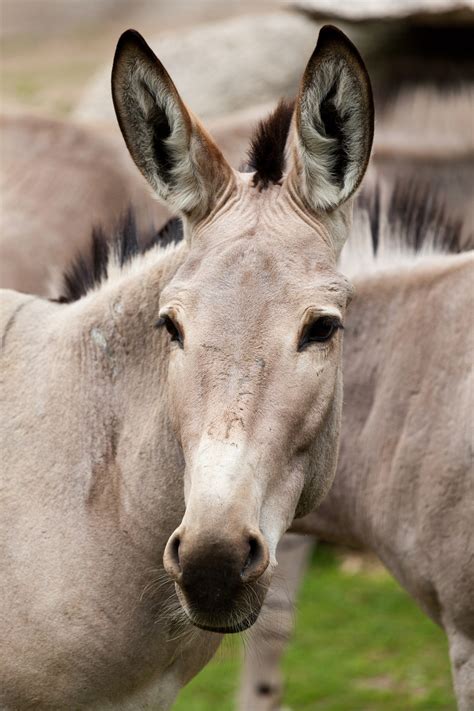 Somali Wild Ass Free Stock Photo Public Domain Pictures