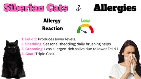 Hypoallergenic Cat Breeds The Best Options For Allergy Sufferers