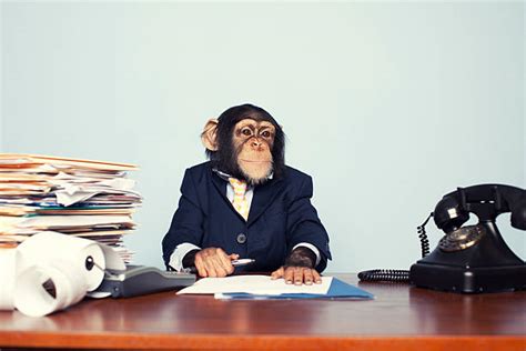 2700 Monkey Wearing Suit Stock Photos Pictures And Royalty Free Images