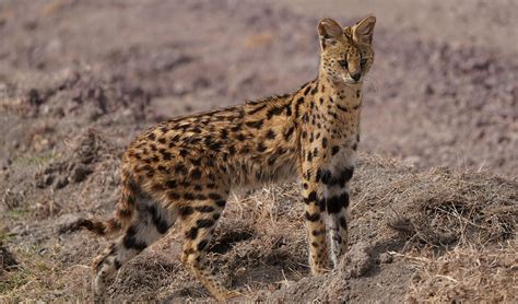 Serval facts, distribution & population | BioDB