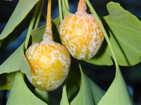 Trees Of Santa Cruz County Ginkgo Biloba Ginkgo Tree