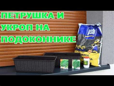 Как посадить укроп и петрушку на подоконнике, самый легкий способ - YouTube