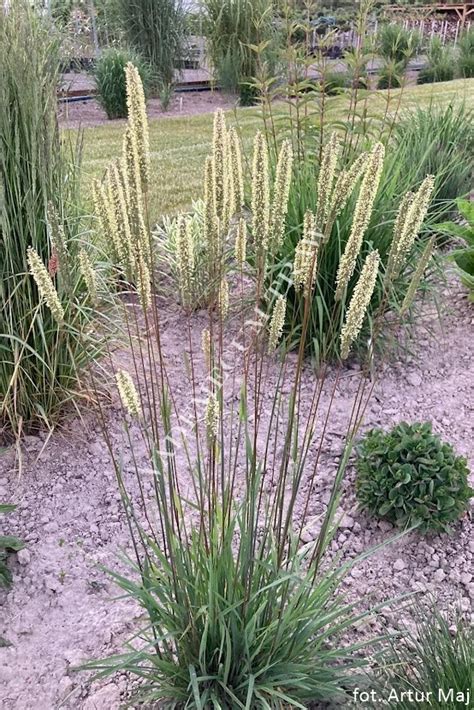 Phleum Phleoides Tymotka Boehmera