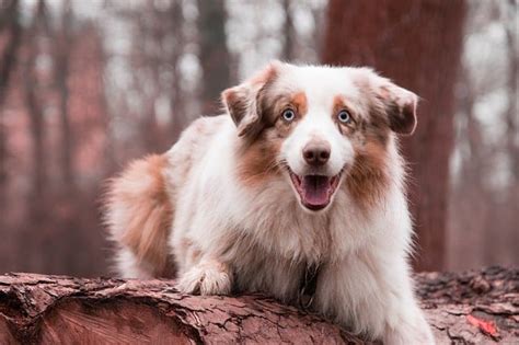 The Most Prettiest Dog In The World