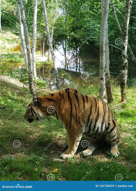 popular animal of canada 1