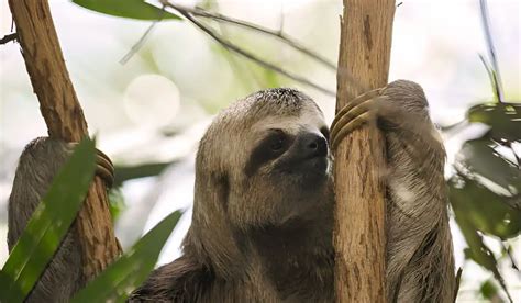 Sloth Fever: Understanding The Oropouche Virus and Its Impact