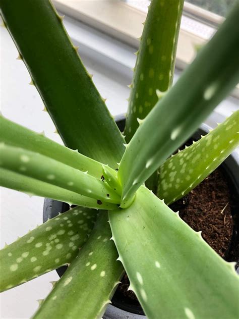 How To Save An Overwatered Aloe Plant Mistakes Youre Making And How